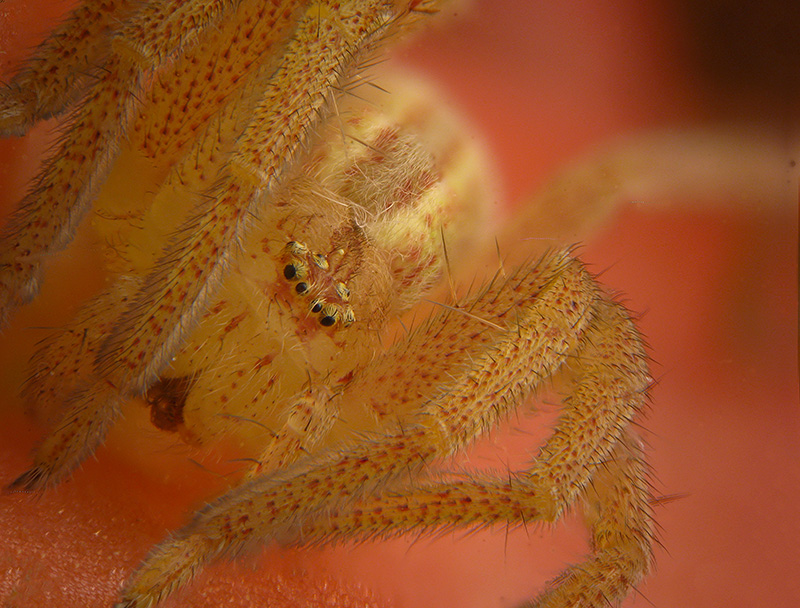 Micrommata virescens